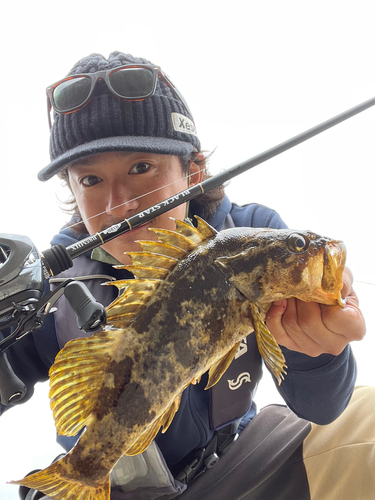 ベッコウゾイの釣果