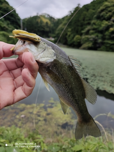 ブラックバスの釣果