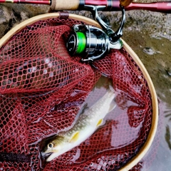 アメマスの釣果