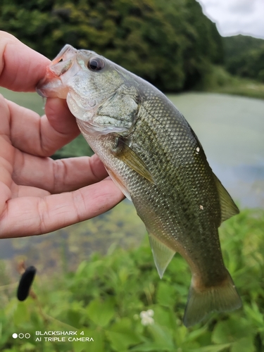 ブラックバスの釣果