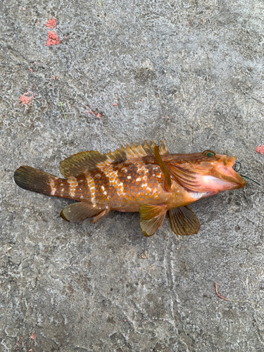 アコウの釣果