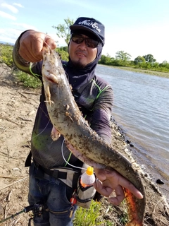 ナマズの釣果