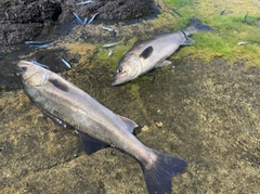 マルスズキの釣果