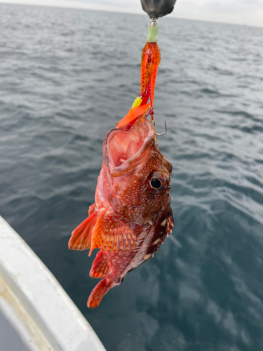 ガシラの釣果