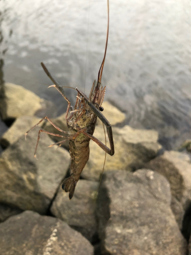 テナガエビの釣果