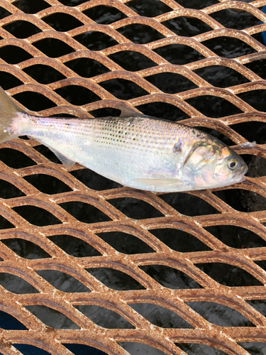 コノシロの釣果