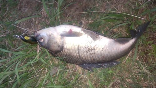 ヘラブナの釣果