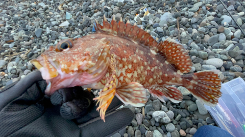 オオモンハタの釣果