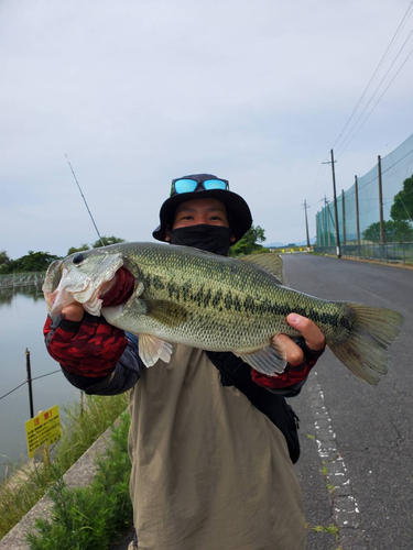 ブラックバスの釣果