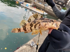 タケノコメバルの釣果