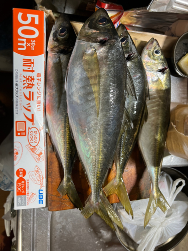 アジの釣果