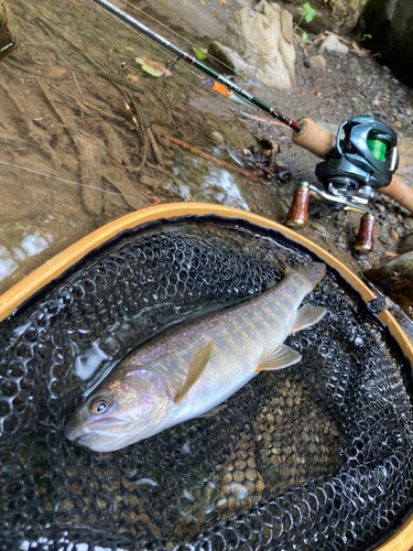 イワナの釣果