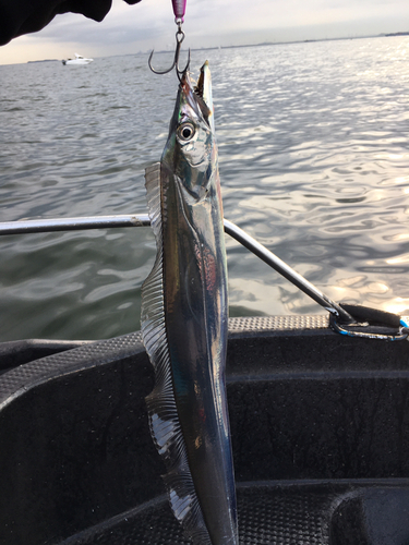 タチウオの釣果