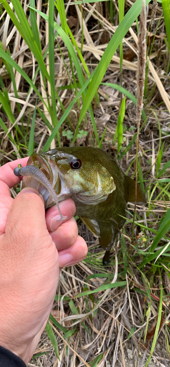 スモールマウスバス