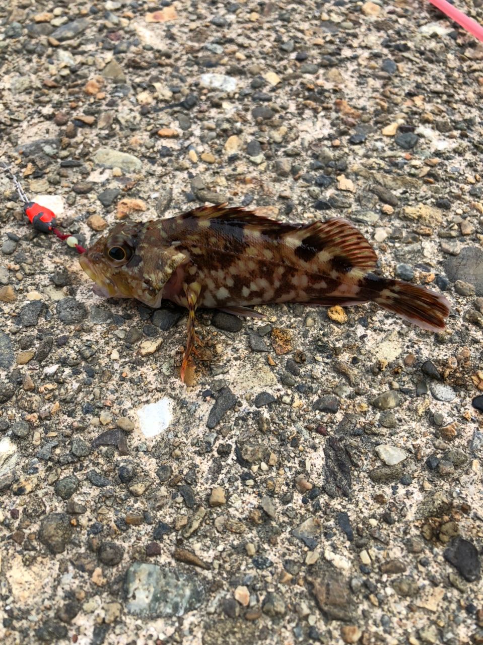 カサゴ