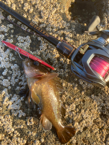 エゾメバルの釣果