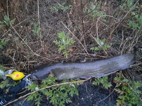 ナマズの釣果