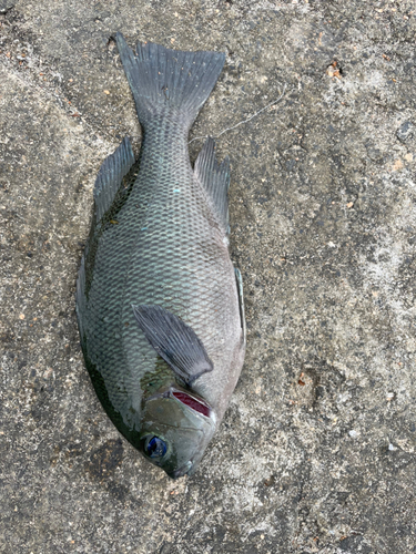 メジナの釣果