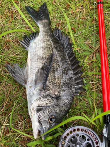 チヌの釣果