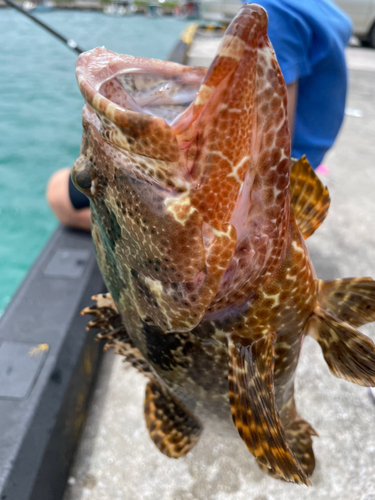 ヤイトハタの釣果