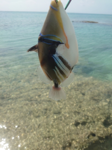 ムラサメモンガラの釣果