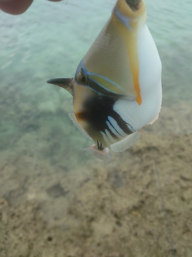 ムラサメモンガラの釣果