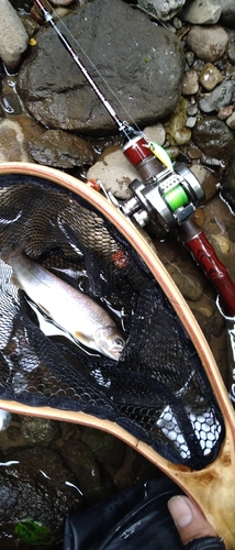 イワナの釣果