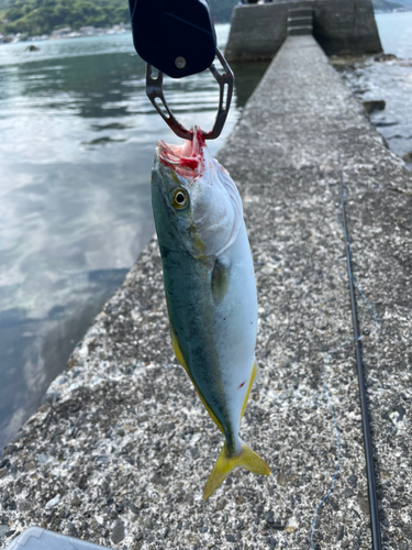 ワカシの釣果