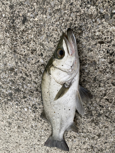 ヒラスズキの釣果