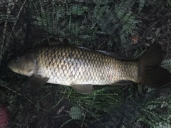 コイの釣果