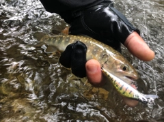 イワナの釣果