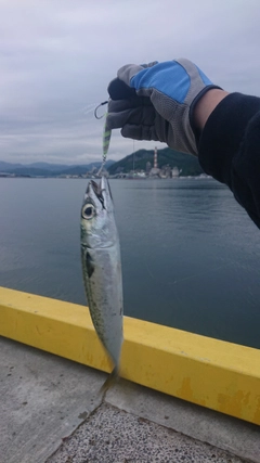 サバの釣果