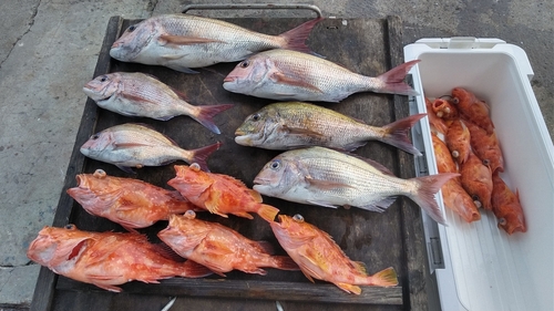 タイの釣果