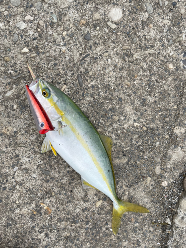 ツバスの釣果