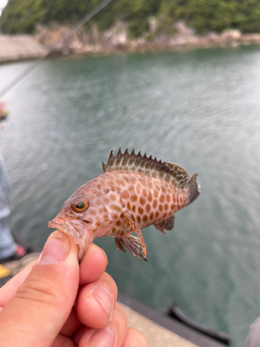 オオモンハタの釣果