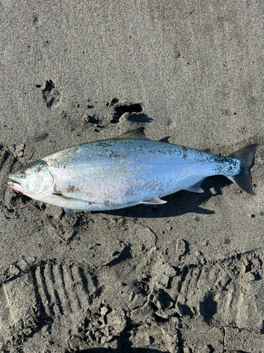 サクラマスの釣果