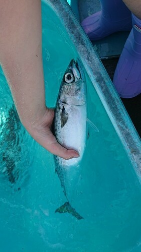 マサバの釣果