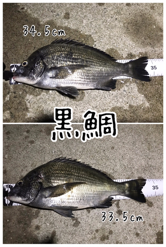 チヌの釣果