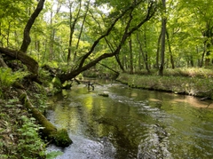 ブラウントラウトの釣果