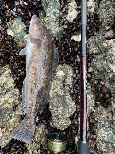 アイナメの釣果