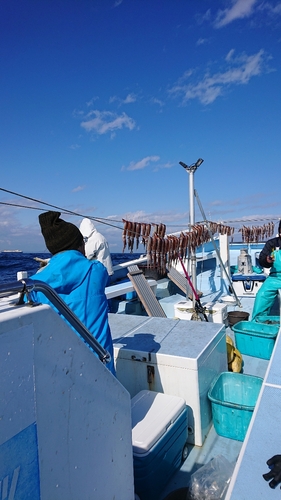 スルメイカの釣果