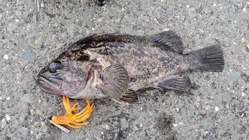 クロソイの釣果