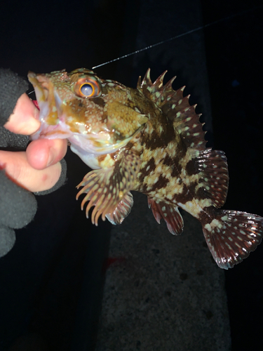 カサゴの釣果