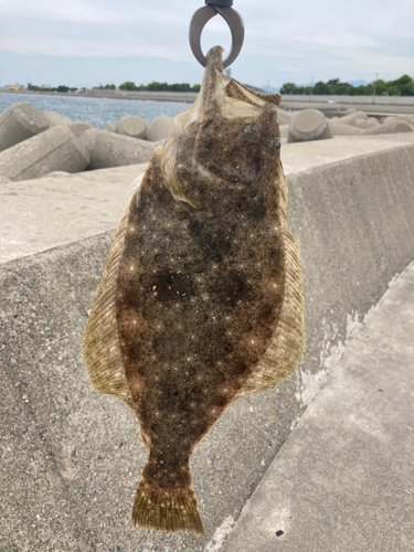 ヒラメの釣果