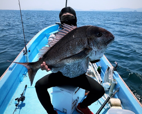 マダイの釣果