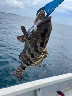 マダラハタの釣果