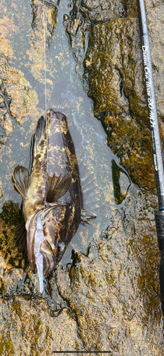 タケノコメバルの釣果