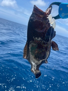 アオノメハタの釣果