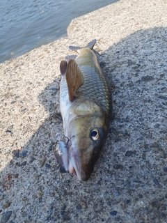 ニゴイの釣果