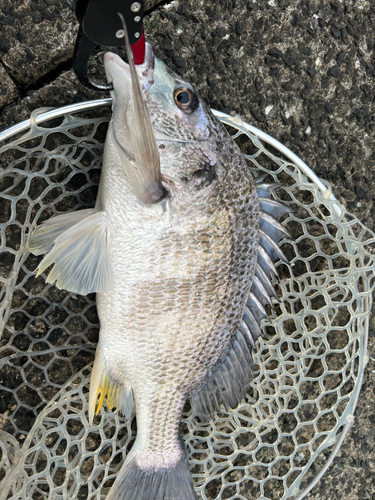 キビレの釣果